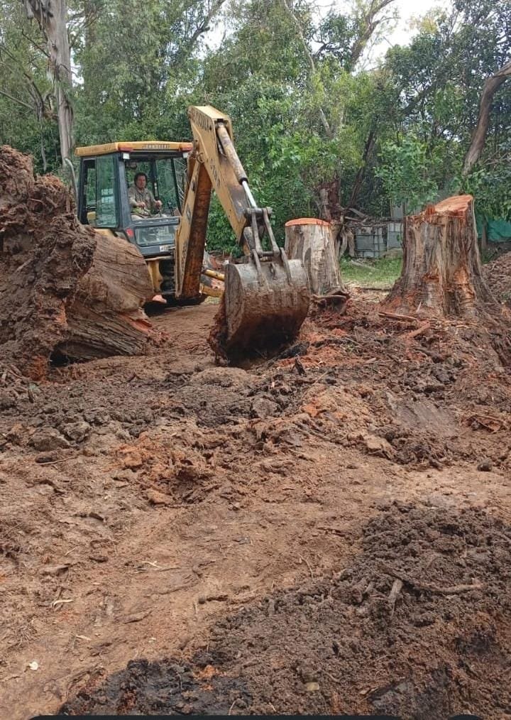 Retroexcavadora removiendo tocón de árbol entre troncos cortados