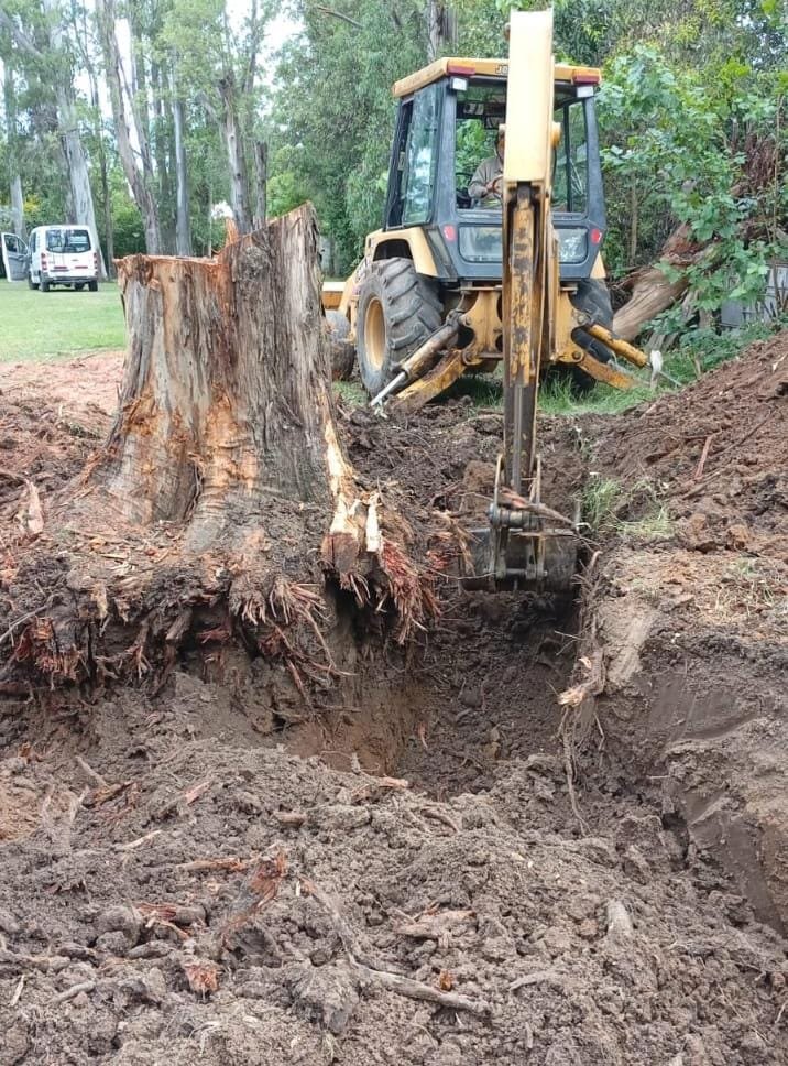 Cuadrilla trabajando con cuerdas para la poda de una palmera de gran altura