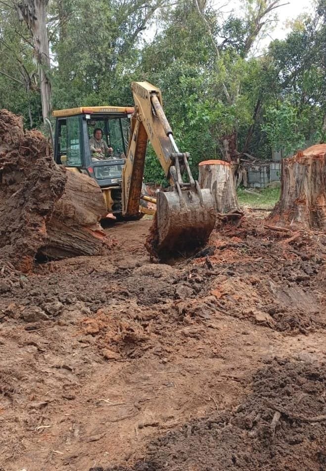 Pozo profundo con raíces expuestas durante una extracción forestal
