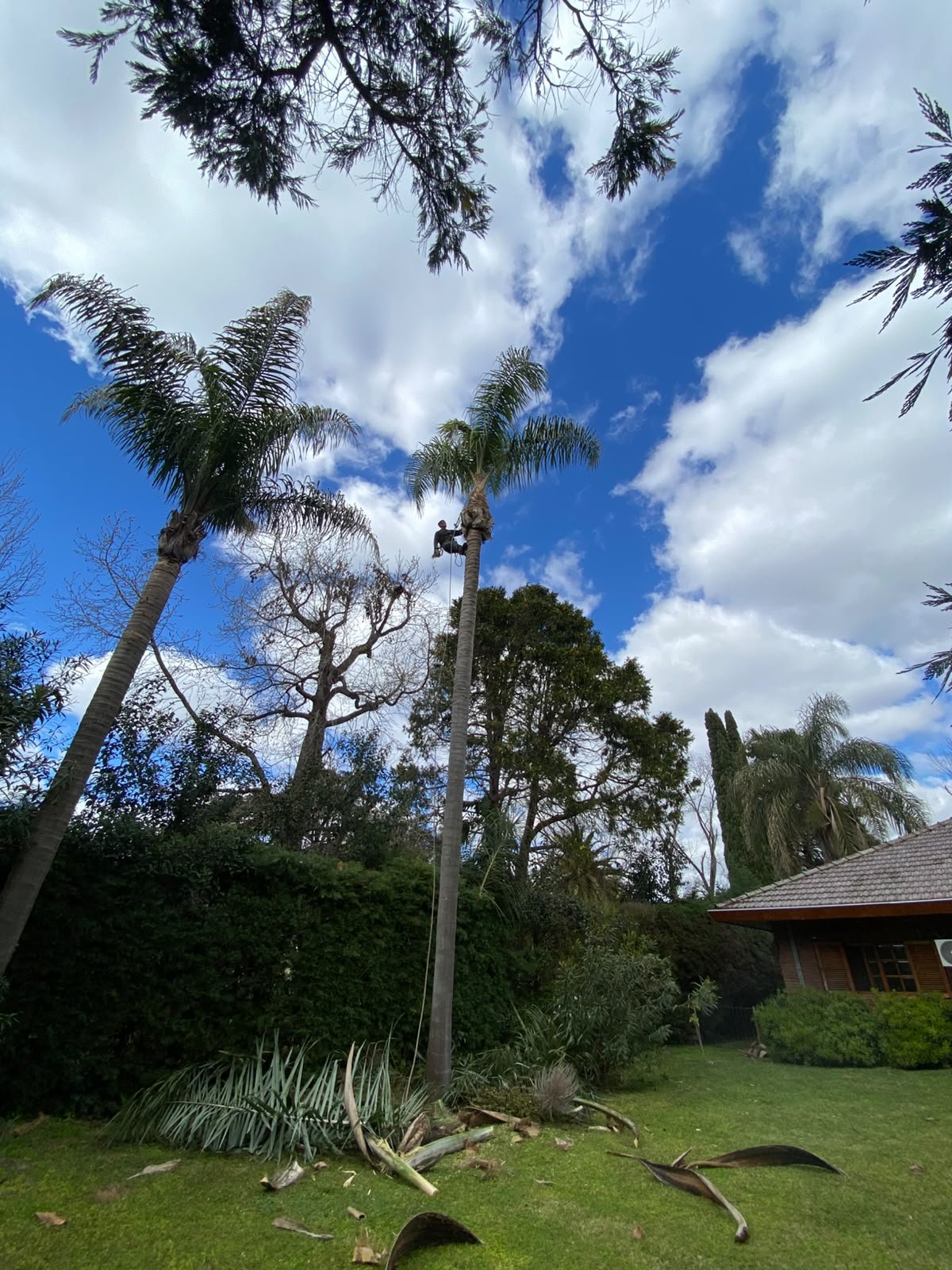 Podador escalando una palmera canaria junto a un limonero cargado de frutos