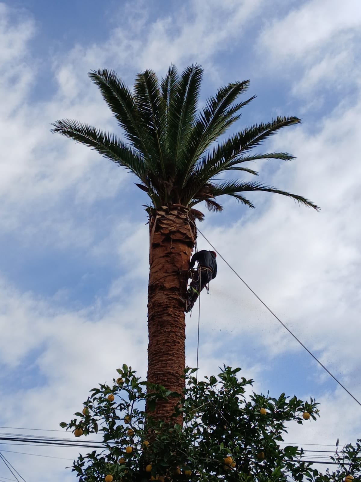 Pala de retroexcavadora removiendo tierra junto a tocones cortados