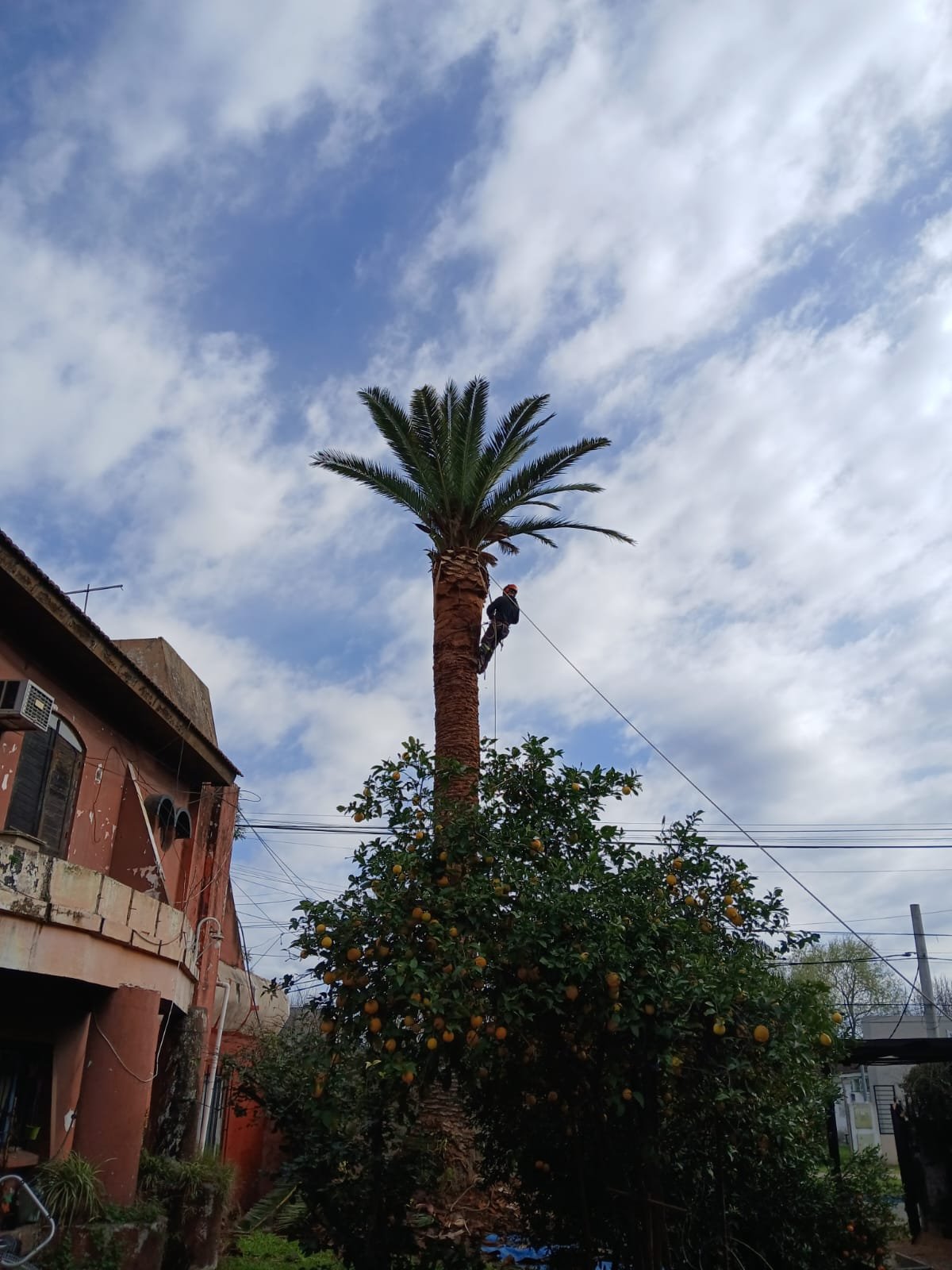 Palmera de gran altura podada junto a una vivienda antigua